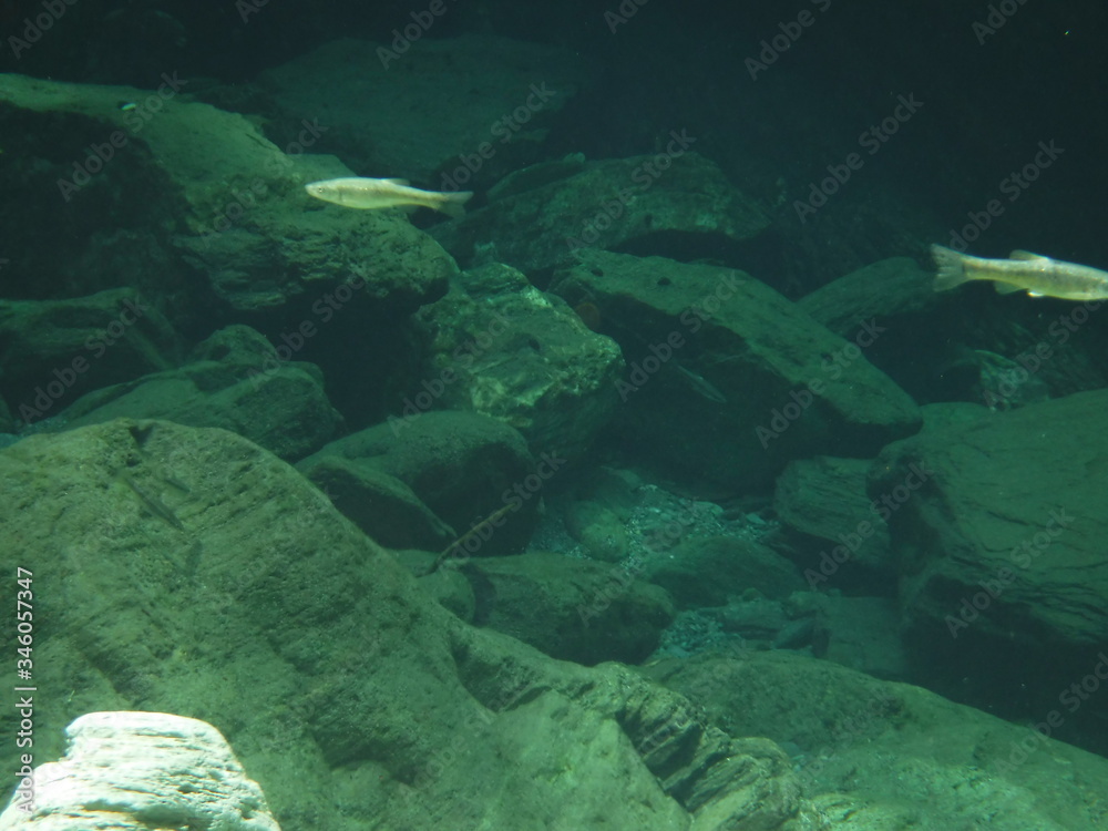Fototapeta premium 川 水中の川魚 / fish in a river