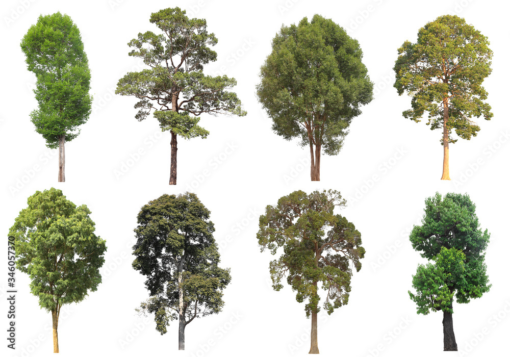 Collection set of mature big tropical tree from the forest isolated on white background for design usage purpose