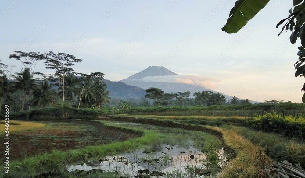 Obraz premium rice terraces in bali indonesia