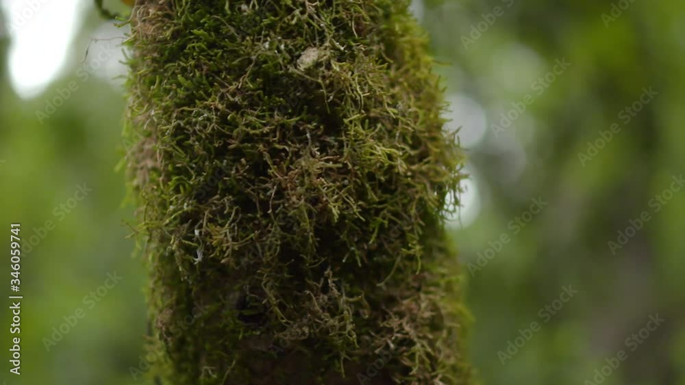 Green Moss Macro Green Moss Macro