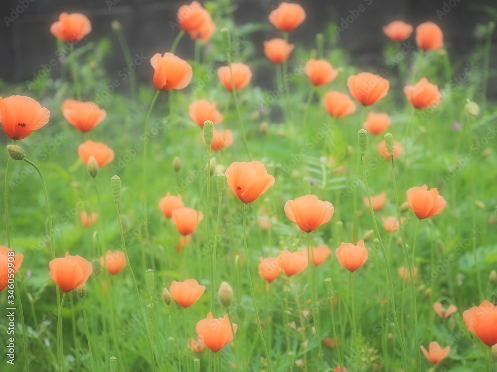 Fototapeta premium ナガミヒナゲシ