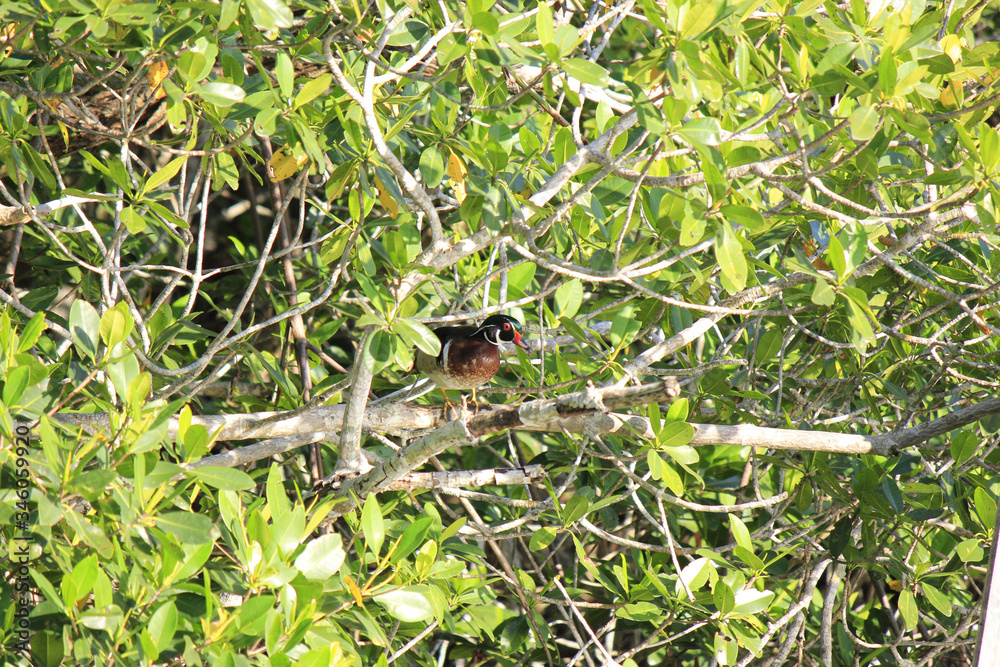 Male wood duck patiently waiting in mangroves for mate