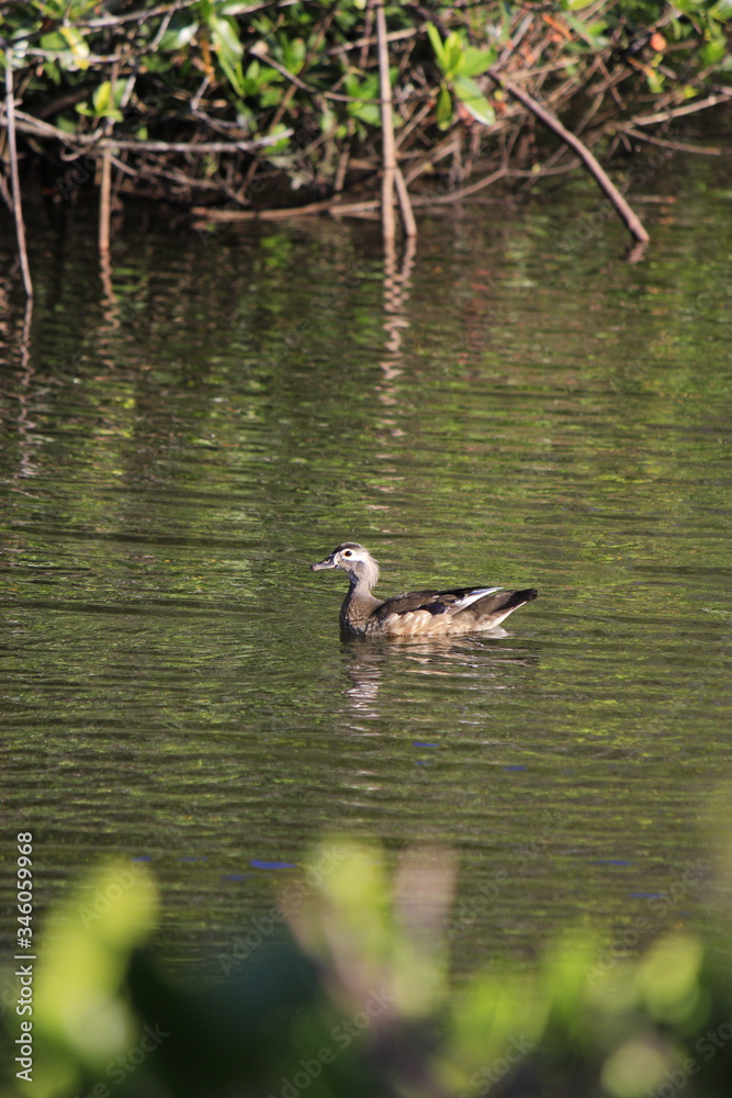 Female wood duck swimming in the water Female wood duck swimming in the water