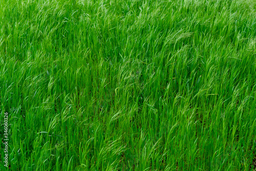 Background of young, large and lush green grass