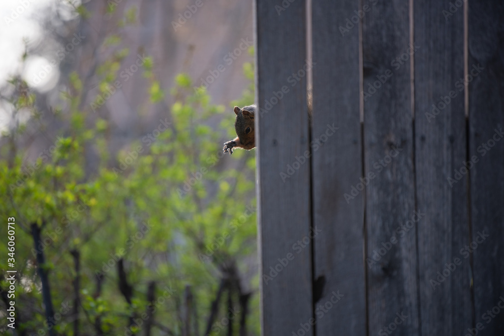A squirrel extends its front leg while perched on a wooden fence A squirrel extends its front leg while perched on a wooden fence