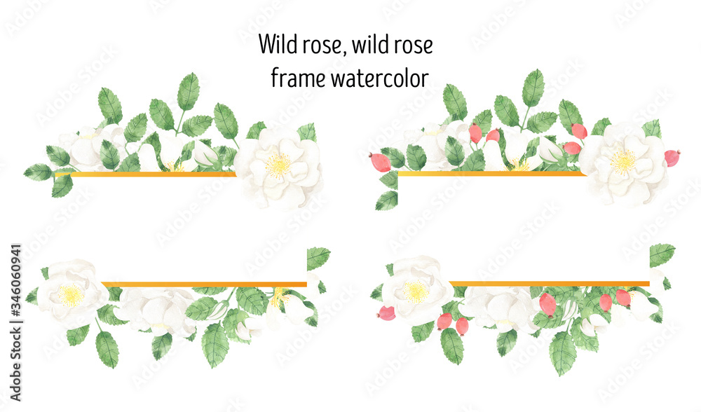 Wild rose, wild rose frame watercolor