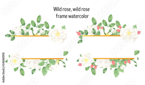 Wild rose, wild rose frame watercolor
