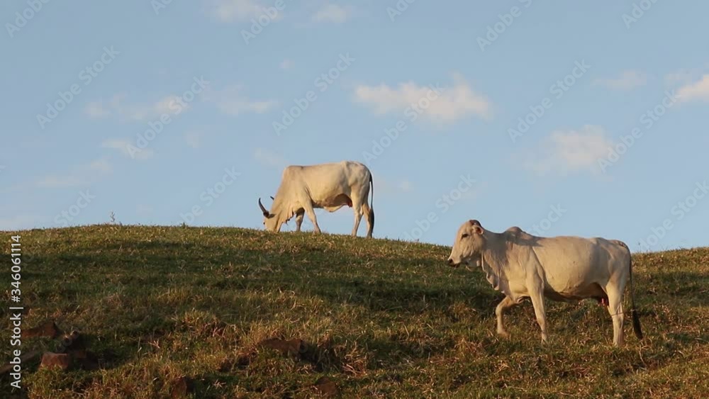 Gado Nelore bonito, pastando, sobre um fundo bonito com céu azul, com espaço para texto. Gado originário da Índia e representando 85% do gado brasileiro para produção de carne. Gado Nelore bonito, pastando, sobre um fundo bonito com céu azul, com espaço para texto. Gado originário da Índia e representando 85% do gado brasileiro para produção de carne.