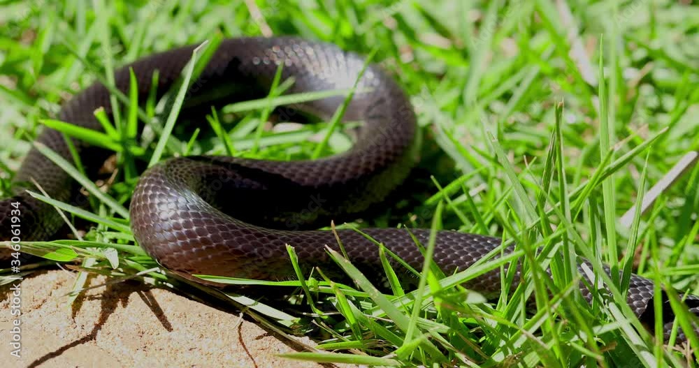 The Mexican black kingsnake (Lampropeltis getula nigrita) is part of