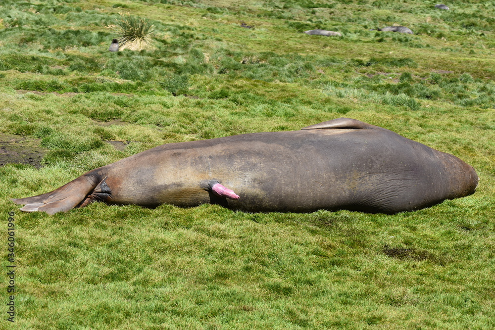 Fototapeta premium Southern elephant seal at Grytviken, South Georgia Island