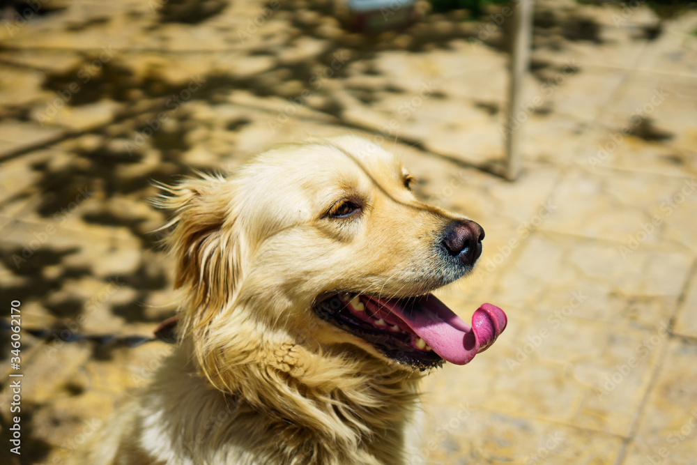 Close-up photo golden retriever dog in the garden Close-up photo golden retriever dog in the garden