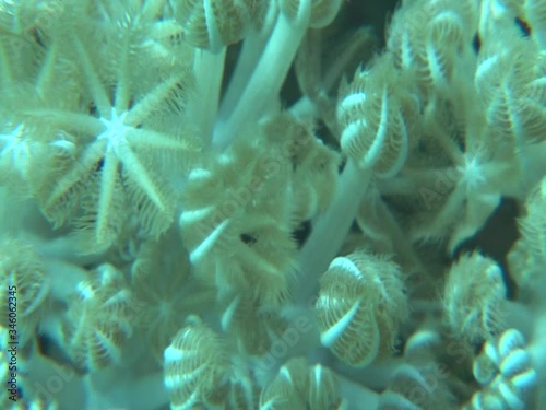 xenia corals red sea opening closing underwater pulse corals close up ocean scenery photo