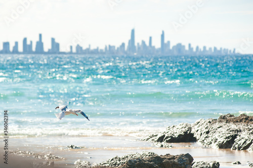 Seagull on the beach