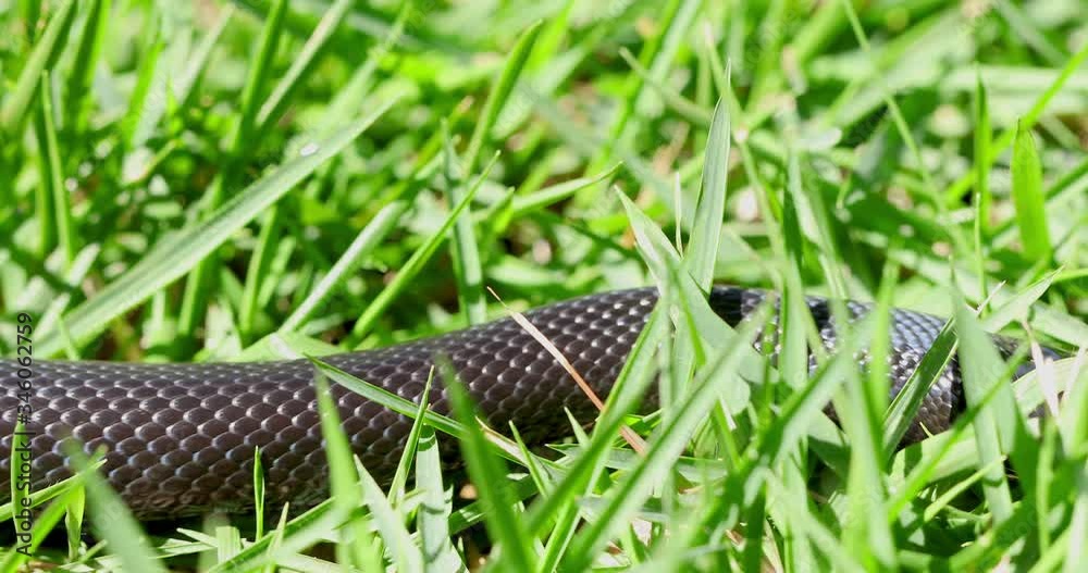 The Mexican black kingsnake (Lampropeltis getula nigrita) is part of