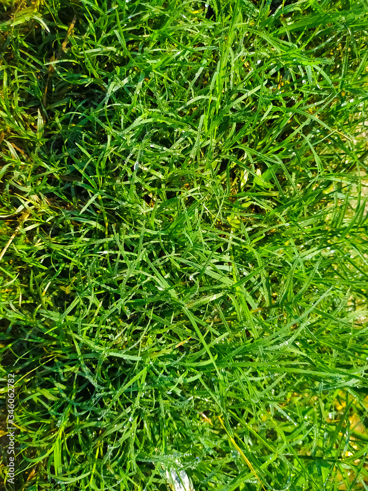 close up of green grass natural water drop close up of green grass natural water drop