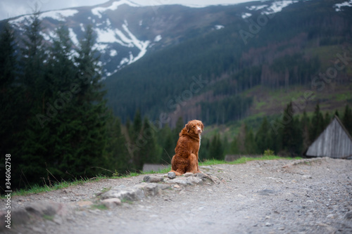 The dog sits back on a path and turns around. Nova Scotia Duck Tolling Retriever in the mountains 