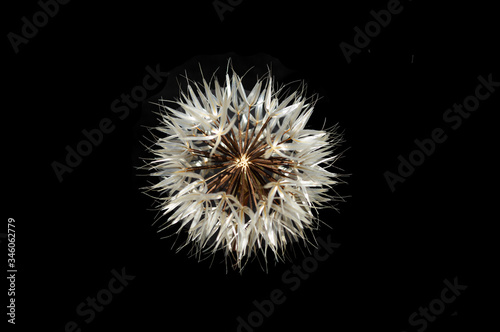 Silver puff  Uropappus lindleyi  isolated against black. Silver puffs are a type of desert dandelion.