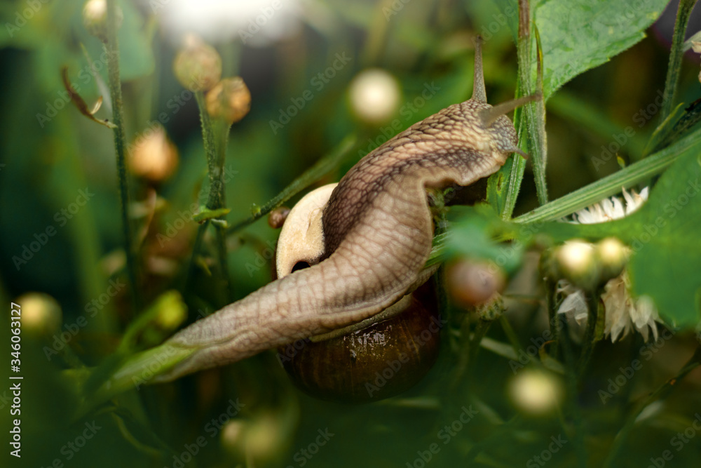 Fototapeta premium Улитка