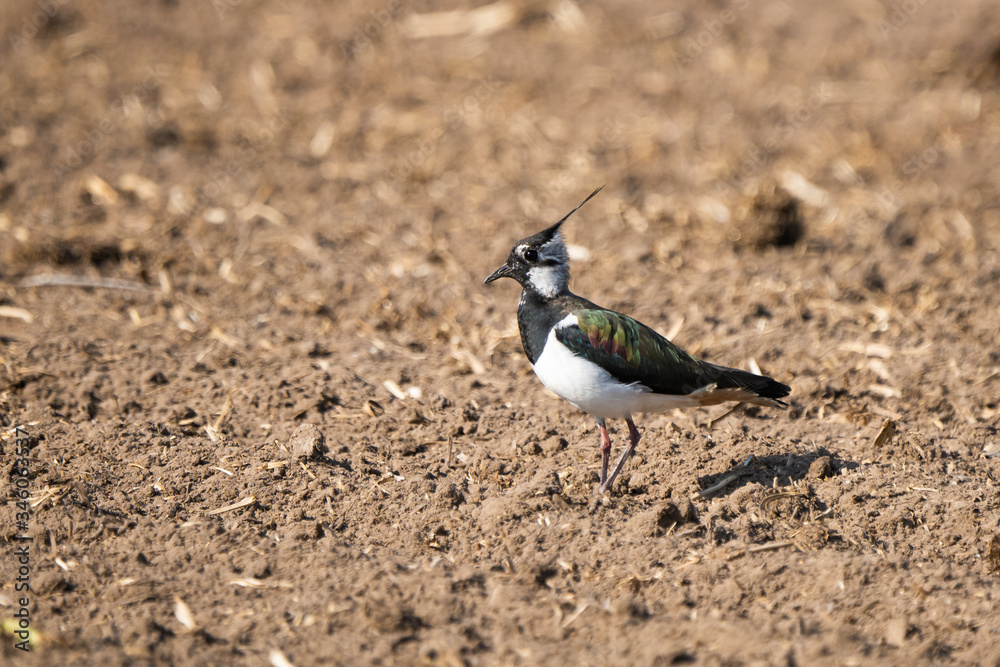 Northern lapwing in an agricultural field Northern lapwing in an agricultural field
