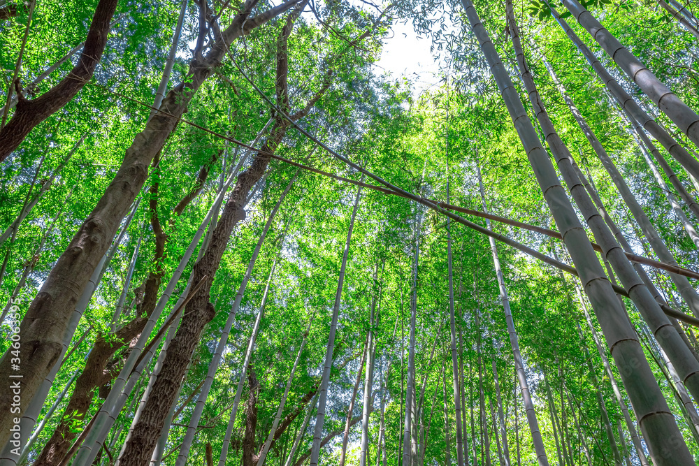 Fototapeta premium 【竹林イメージ】神奈川県 寺家ふるさと村