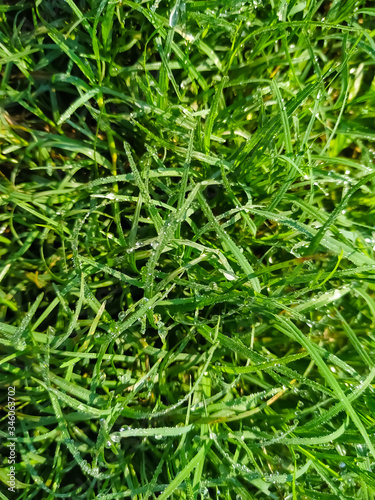 close up of green grass natural water drop