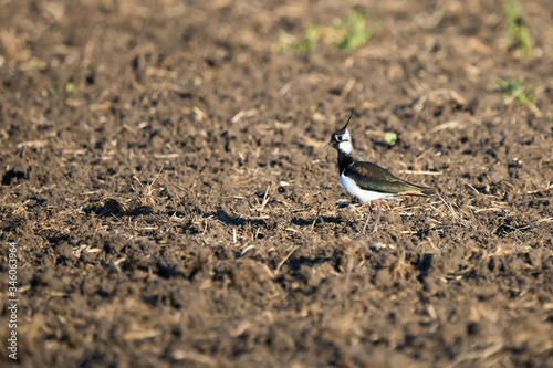 Northern lapwing in an agricultural field