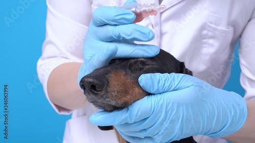 Veterenar instills a therapeutic drop in the eyes of a dog on a blue background photo