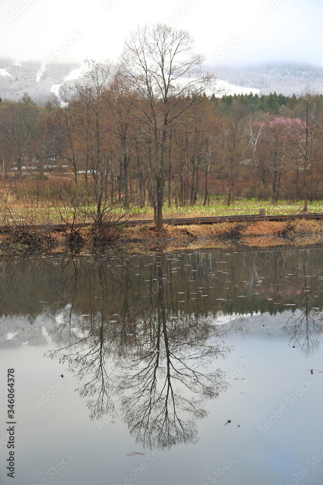 Fototapeta premium 池の畔の一本の木 (One tree by the pond)