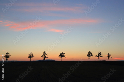 夕陽にうかぶ５本の木