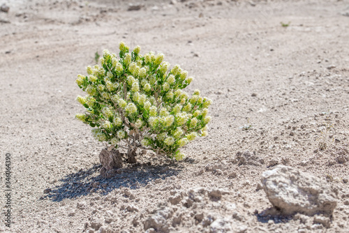 Parry's Sandpaper Bush (Petalonyx parryi) is a rare plant species that occurs only on gypsum rich soils in the southwest United States. photo