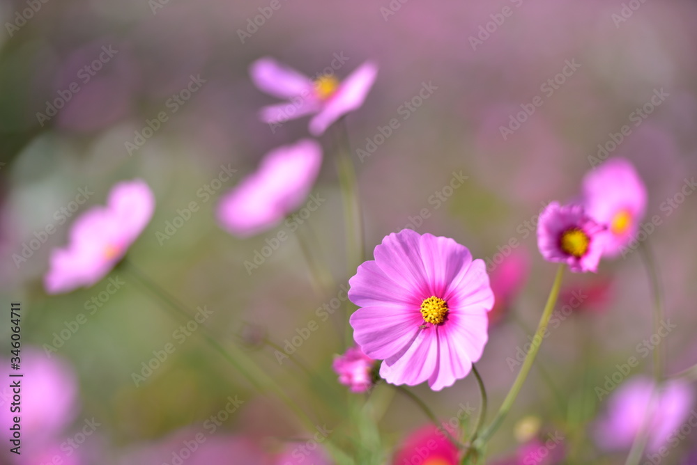 Beautiful cosmos flowers blooming in garden. Beautiful cosmos flowers blooming in garden.