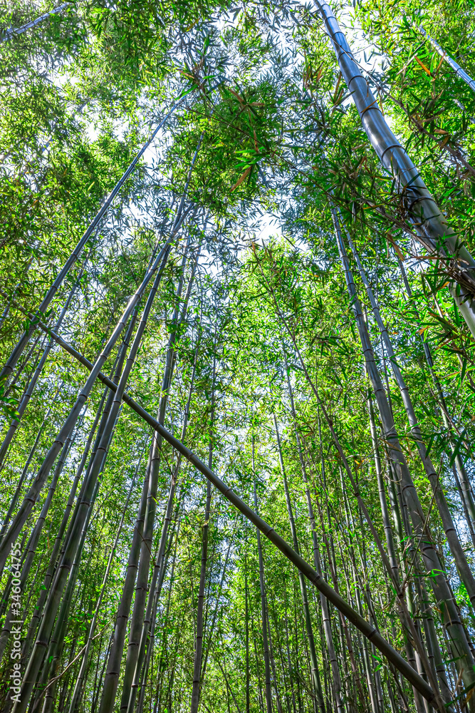 Obraz premium 【竹林イメージ】神奈川県 寺家ふるさと村