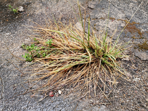 The grass grew on the broken concrete floor.