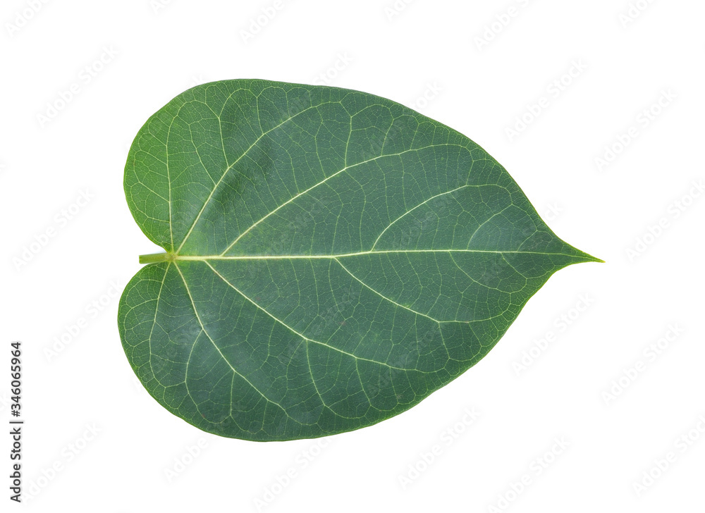 Obraz premium Dregea volubilis (L.f.) Hook.f.on white background