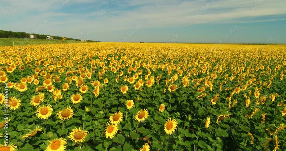 Drone moving across yellow field of sunflowers. Rows of sunflowers. Agricultural industry Drone moving across yellow field of sunflowers. Rows of sunflowers. Agricultural industry