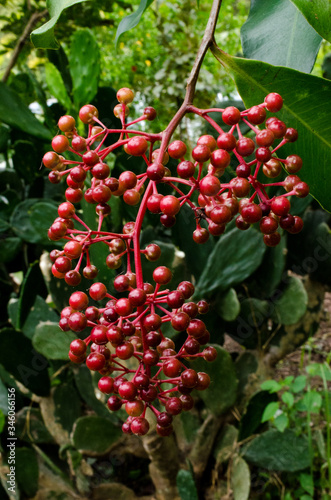 Red berries on a tree.