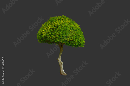 Isolated ficus altissima or the council tree with clipping paths