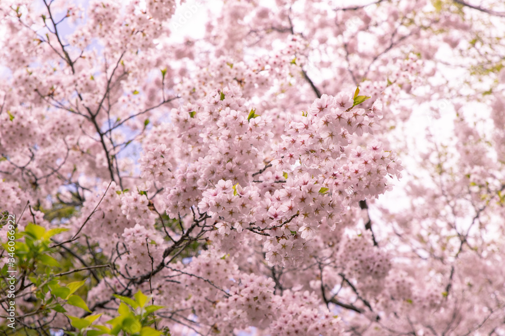 北海道　札幌市の美しい満開の桜