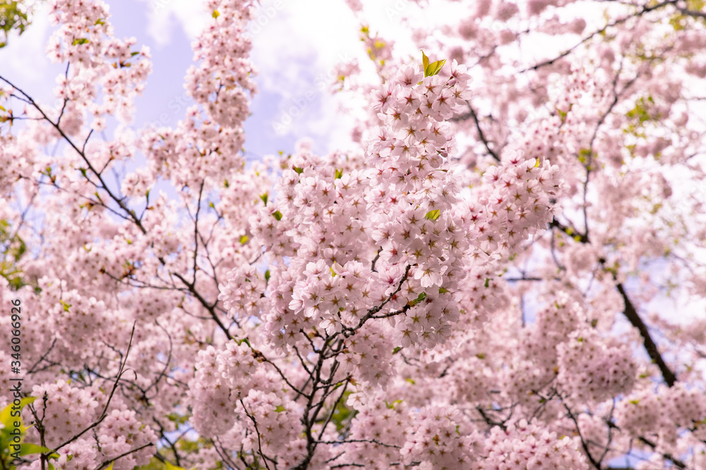 北海道　札幌市の美しい満開の桜