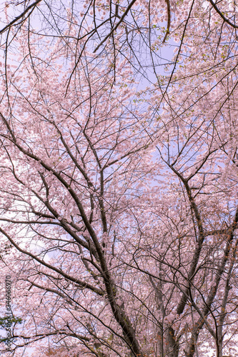 北海道　札幌市の美しい満開の桜 © 英敏 松本