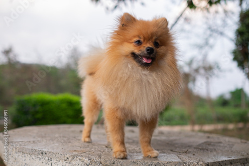 Brown pomeranian dog Standing on the outdoor table