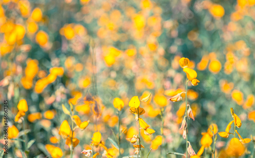 Sunn hemp garden with yellow and orange flower