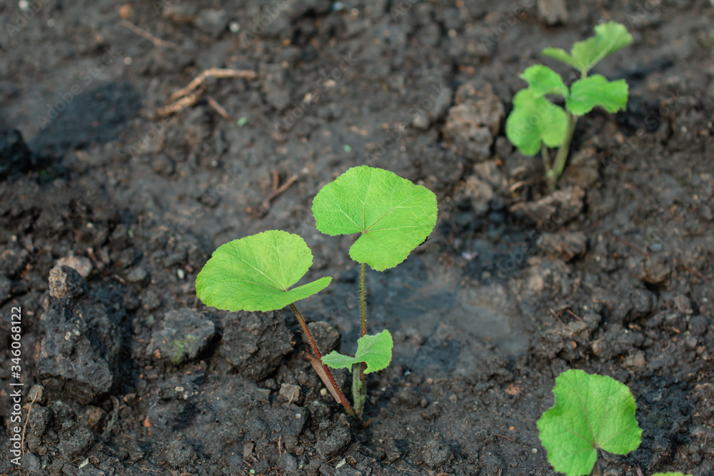 Small trees are growing in plots, cultivated with fertile black soil. Small trees are growing in plots, cultivated with fertile black soil.