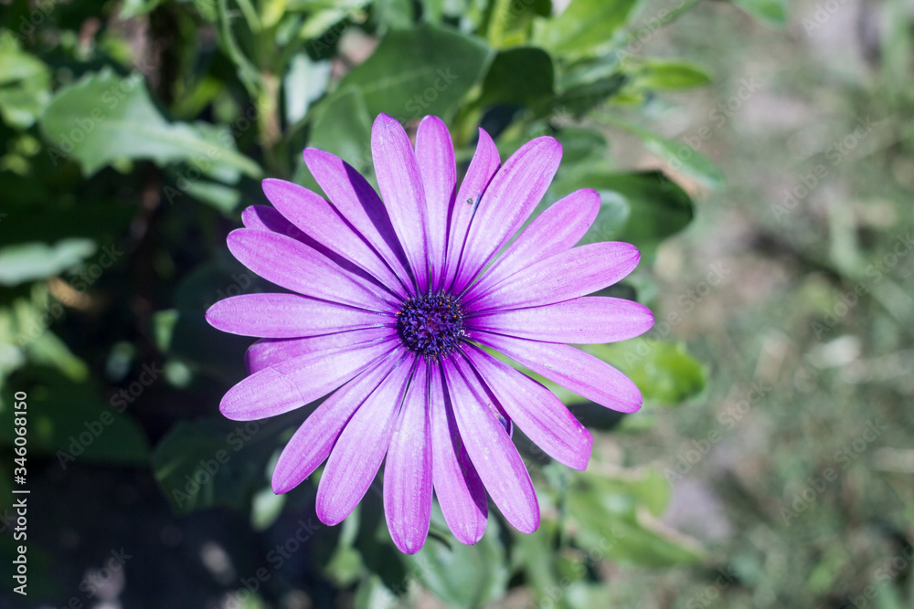 purple flower in the garden
