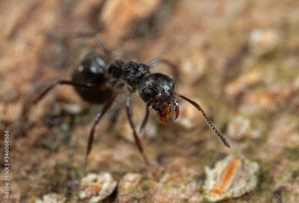 Fototapeta premium Macro Photo of Black Garden Ant on Tree Bark