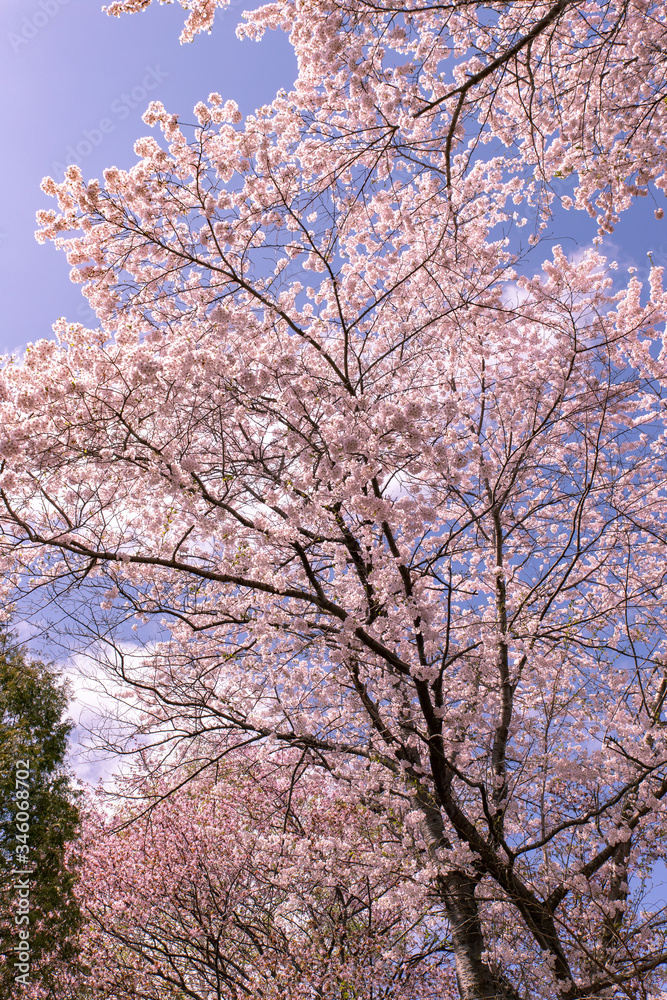 北海道　札幌市の美しい満開の桜