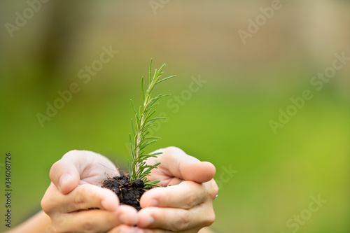 Small rosemary tree grow on soil in concept of growing of life. Environment conservation concept.