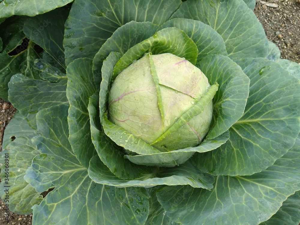 Fototapeta premium head of cabbage