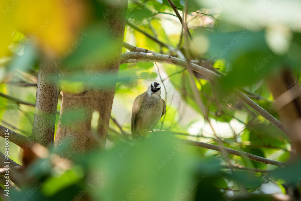 Obraz premium Beautiful Yellow-vented Bulbul birds staying on the big tree branches together close up. Asian and tropical zone bird photography.