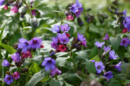 The simple wild pulmonaria plentifully blossoms in the wood in red and purple flowers. photo